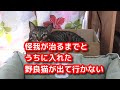 ♯13【猫のほのぼのする話】怪我が治るまでとうちに入れた野良猫が出て行かない。