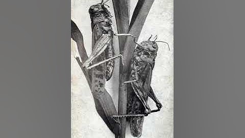 In 1895 a swarm of Rocky Mountain locusts #shorts #shortsvideo #knowledgegalore #viral
