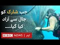 Watch the moment divers free trapped whale sharks - BBC URDU image