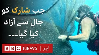 Watch the moment divers free trapped whale sharks - BBC URDU image