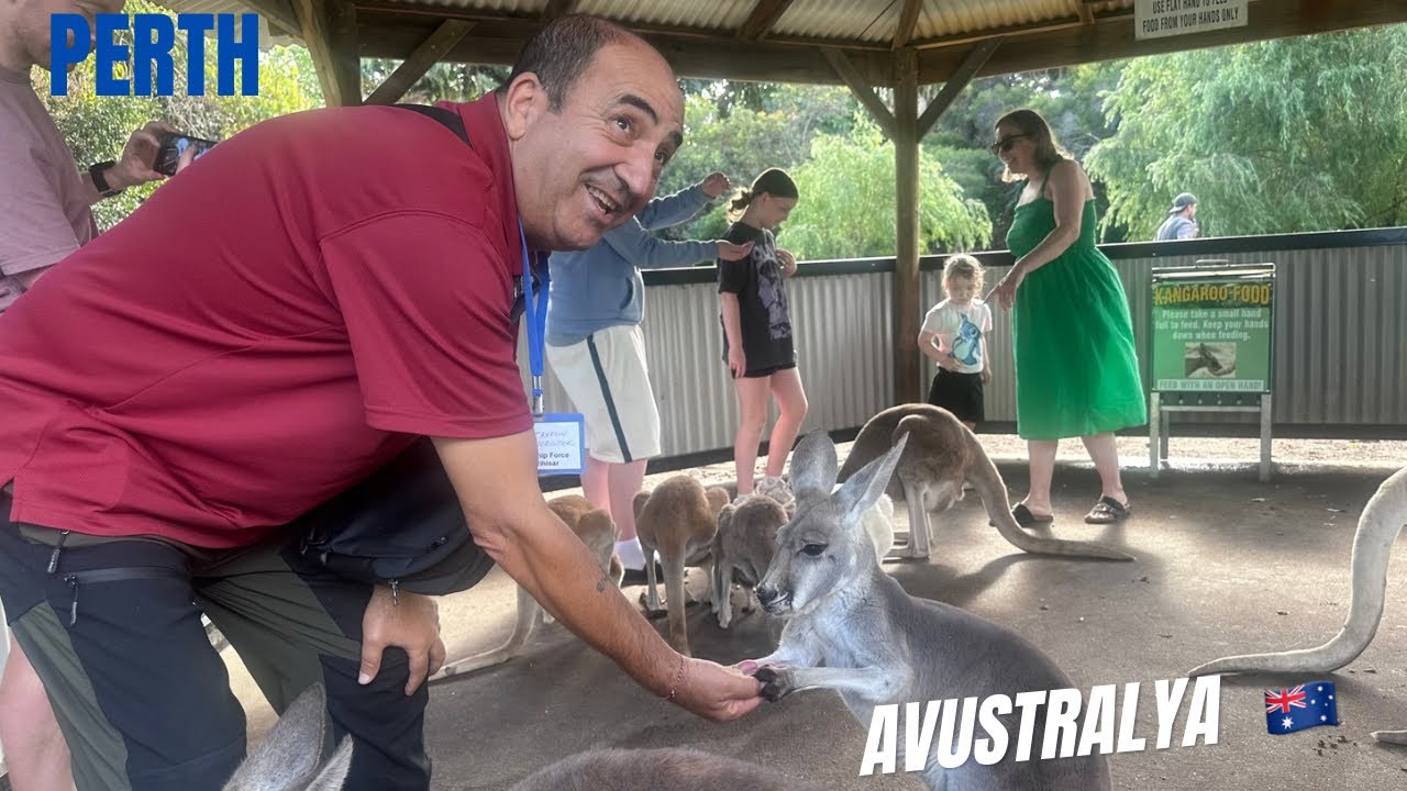 (2) Avustralya 🇦🇺 Perth Kanguruları elimle besledim.
