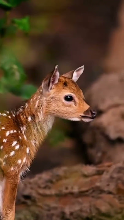 wildlife #tiger #deer #jungle #wildlife #vlogs #discovery #nationalgeographic
