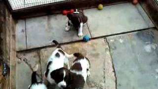 Download Lagu pepsi and samson's pups MP3