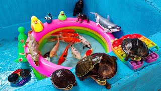 Wow Fun Fishing for Decorative Fish in the Pond, Koi Fish, Real Turtles, Lobsters, Ducks, Part336