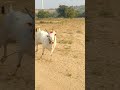 Khillari Bulls Amazing 
