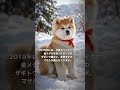 終戦時わずか十数頭|消えかけた秋田犬が世界に愛されるまで #海外の反応 #歴史