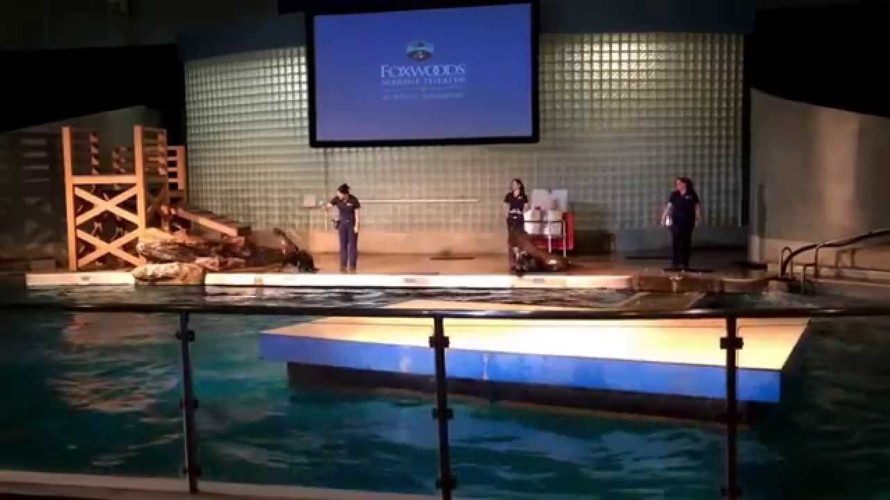 Mystic Aquarium Sea Lion Show YouTube