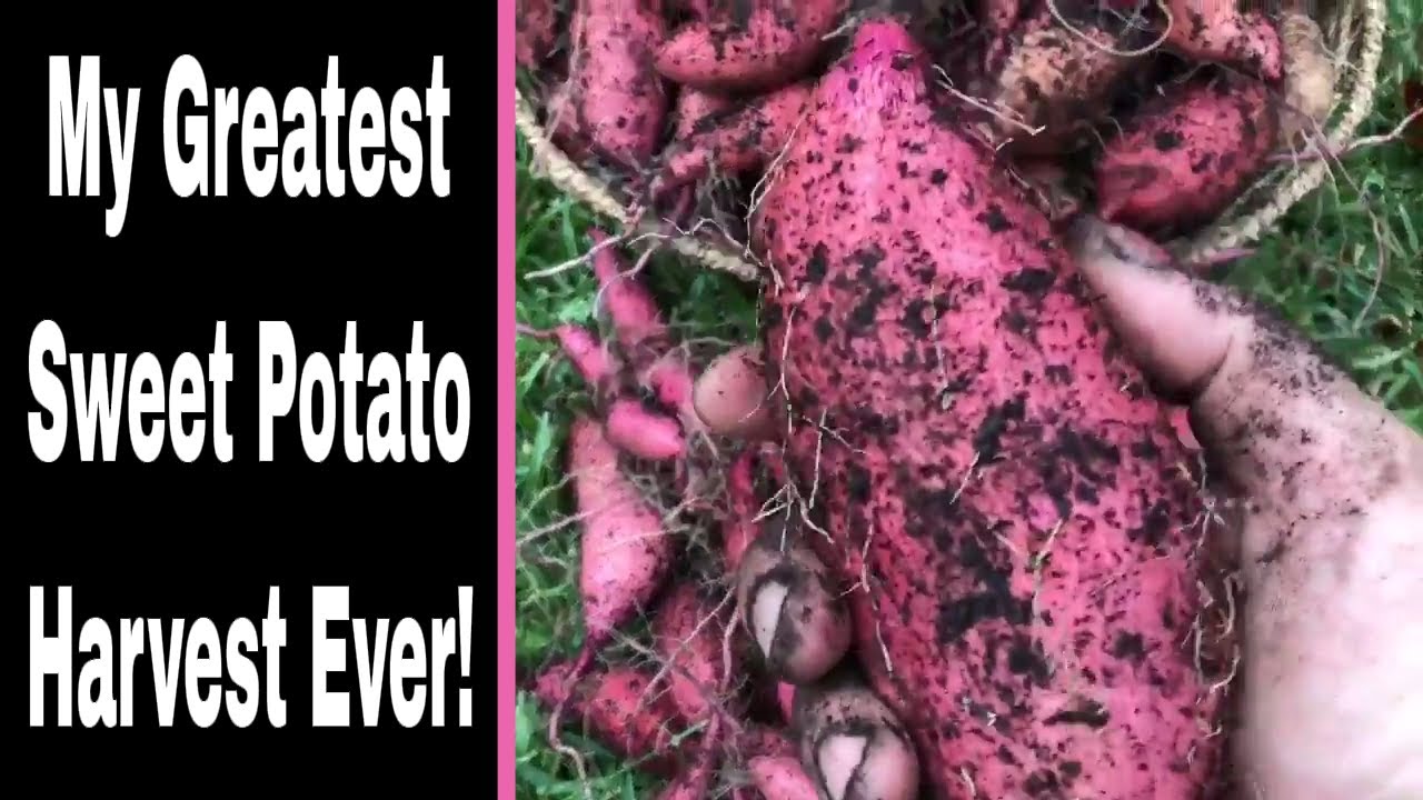 My Greatest Sweet Potato Harvest Ever