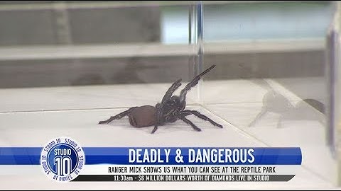How To Safely Catch A Funnel Web Spider | Studio 10