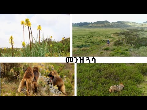 NBC Ethiopia መንዝ ጓሳ የብርቅዬ መስህቦች ዓለም NBC Ethiopia ጉዞ ኢትዮጵያ ሄኖክ ስዩም ክፍል ሁለት 