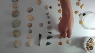Relaxing ASMR: Sorting pretty sea shells!