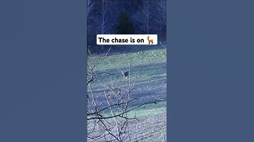 Buck chasing multiple does - Wisconsin rutting activity