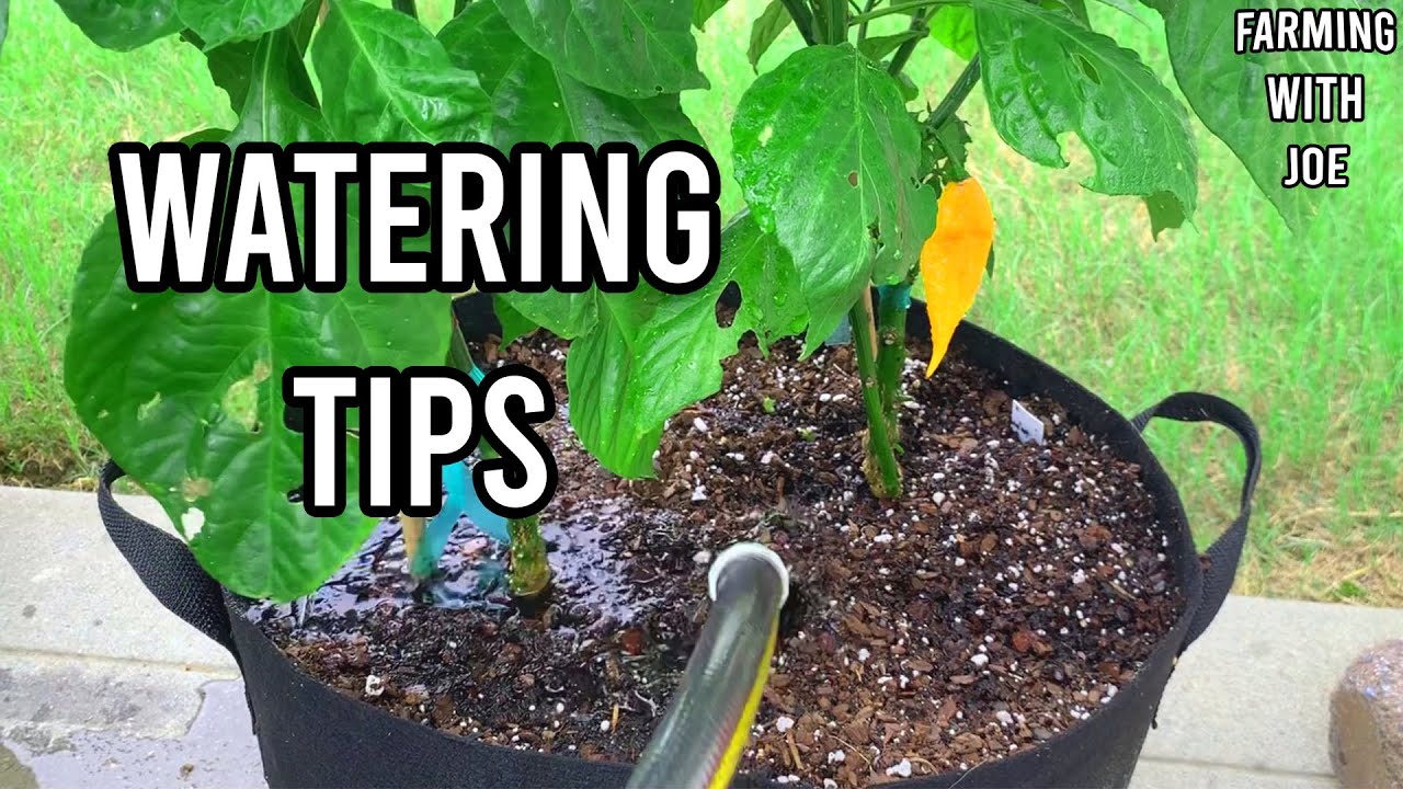 Watering Tips - Fabric Pot - Urban Container Pepper Garden - July