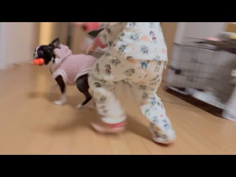 幼児に追いかけられても喜んで逃げるボストンテリア