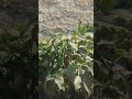 cenenmatik dadauan