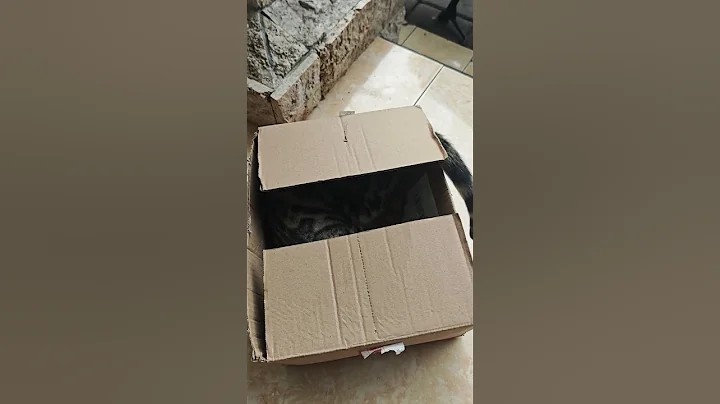 Video 9155061: bengalcat bengals kittens, kucing bengal kitten, kitten bengal pets, bengal kittens playing