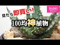 【100均】1年で大化け!!たった300円で買える観葉植物が超お買い得だった衝撃【アロエ】