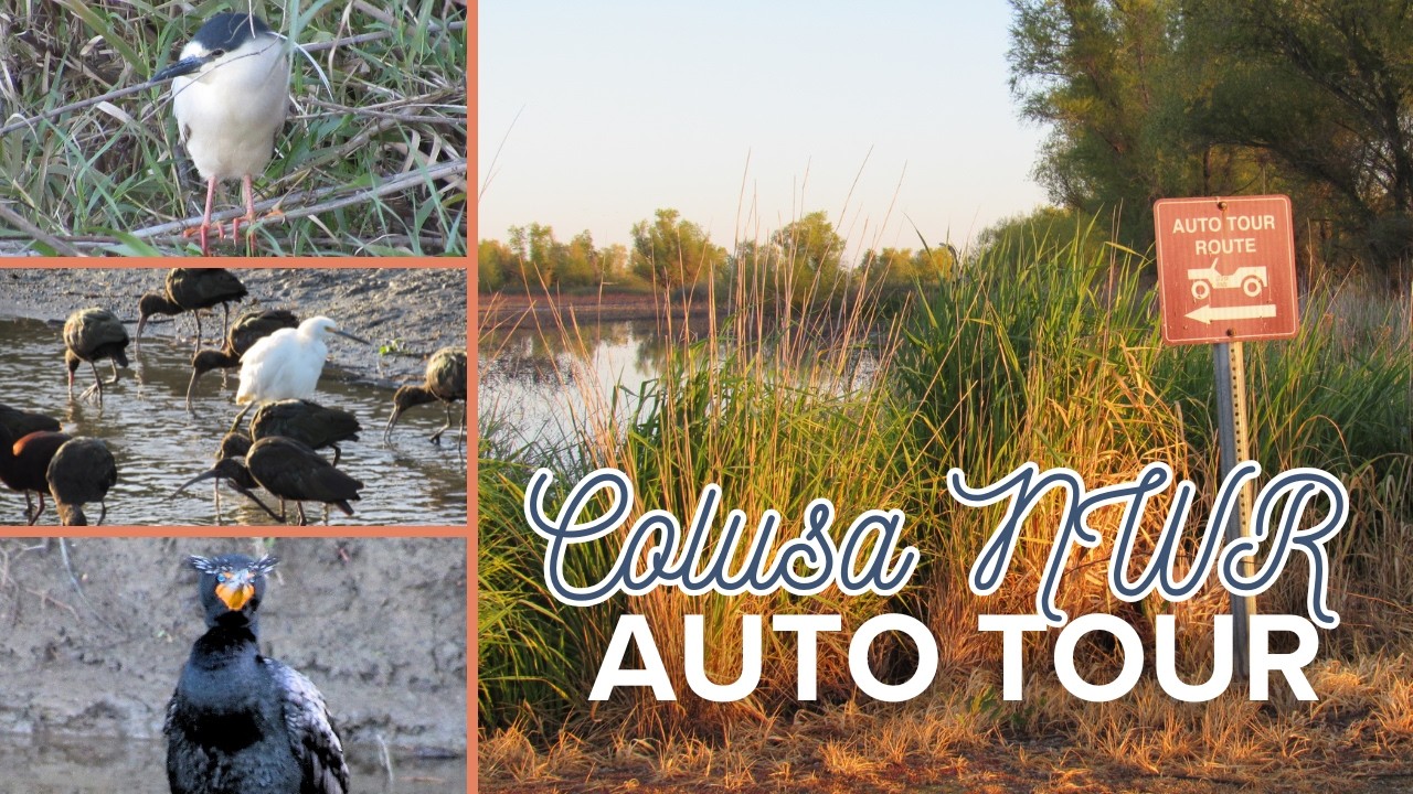 Colusa National Wildlife Refuge Auto Tour