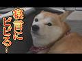 弟の寝言で目が覚め、ゾッとしたような顔で怖がる姉柴犬・・・