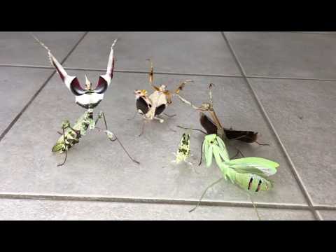 The Mantis Force