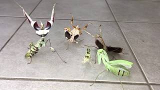 The Mantis Force