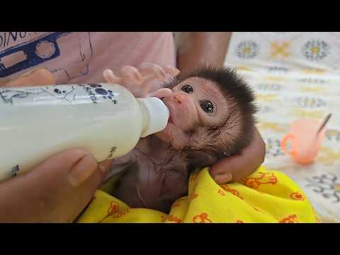 Good job baby JEJE, he's getting smarter at drinking milk from his bottle.