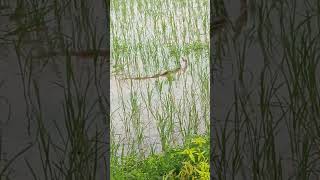 nag nagin #naagin #serial #love #song  Aap log sapot kariya Rohit sed niw78 #nagin