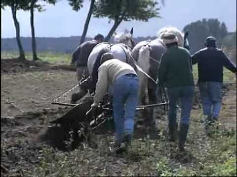 le folklore des chevaux de trait le folklore des chevaux de trait