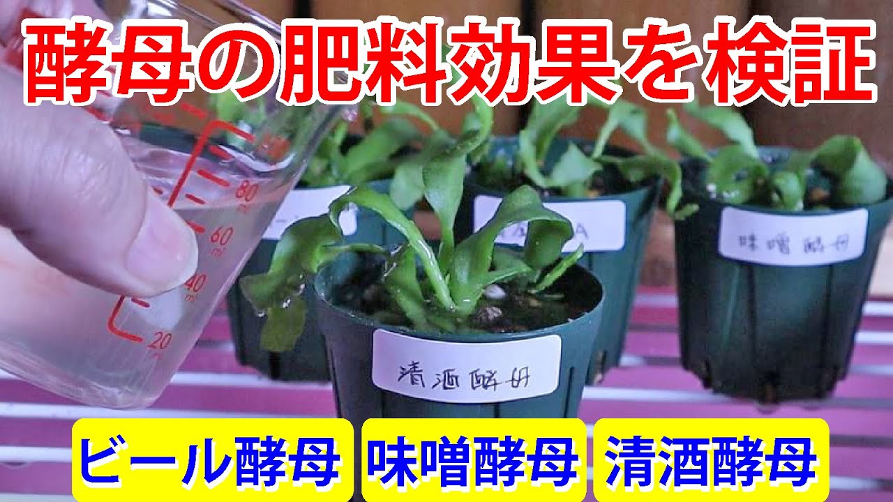 【液肥】酵母の肥料効果を検証 (ビール酵母、味噌酵母、清酒酵母)【園芸、家庭菜園】