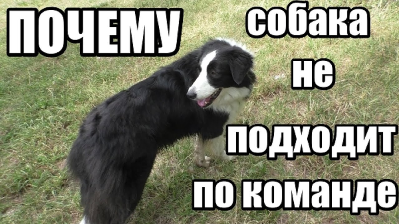 Команда КО МНЕ, почему собака игнорирует хозяина, сложности с подзывом - Дрессировка собак