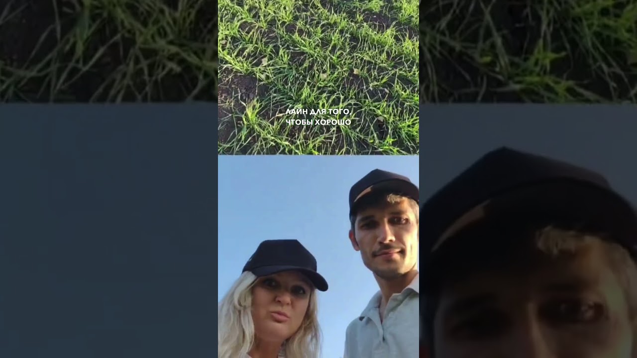 #озимаяпшеница