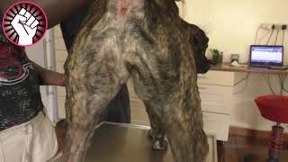 Mangoworms Dog Mangoworms Removal Compilation 2019 - Dog Rescue from Maggots Part 2