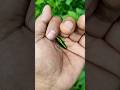 It is the Smaller shiny jewel 🪳🐞beetlepart4#beautifulinsects#nature#anyuniqueanimals#insects