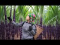 Full video: 15 days Tu Hoa harvesting sugarcane, happy days living with CEO Don in their new home.