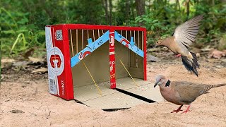 Easy Bird Trap _ How To Make Bird Pigeon Trap Using Cardboard in Hole Working 100%#BirdPigeonTrap