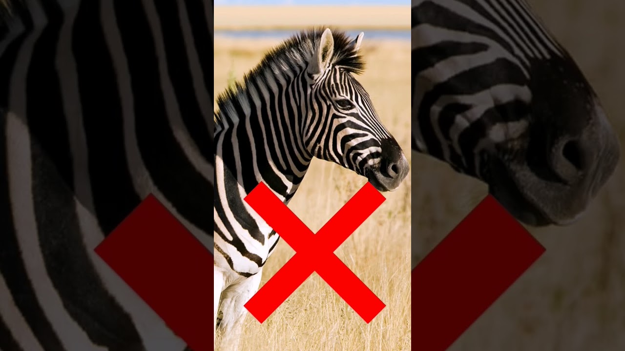 Halal And Haram Animals In Islam 