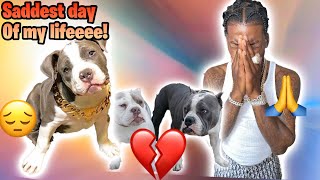 The Saddest Video I Ever Had To Make I Lost My Dog!
