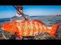 Big Coral Trout On Shore Jigging 💪🎣