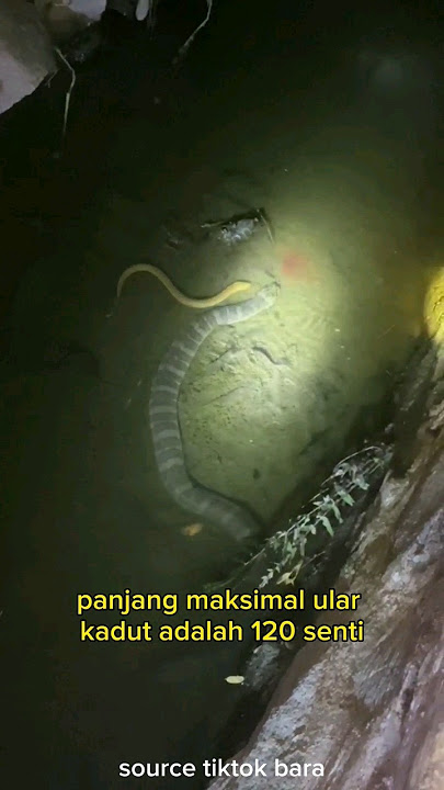 ULAR KADUT BESAR MUNCUL SAAT MANCING BELUT‼️ #shorts