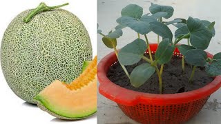 How to grow Rock melon from seed - Rockmelon/Cantaloupe Grow