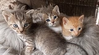 Adorable Cat Mom Takes Her Kittens Out to Play!"