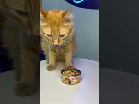 Truly Frango & Salmão para Gatos | Suculento