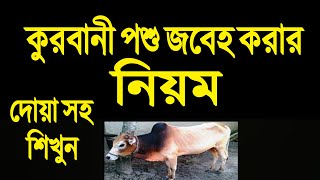 কুরবানী করার নিয়ম | কুরবানী করার পদ্ধতি | কিভাবে কুরবানী করতে হয় | কুরবানীর দোয়া |