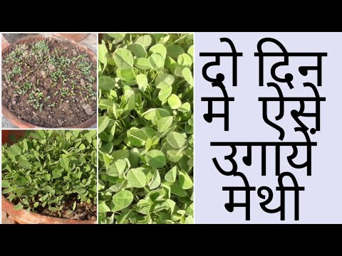 ऐसे उगायें दो दिन मेथी/How to grow methi from seed with 'UPDATE' - YouTube