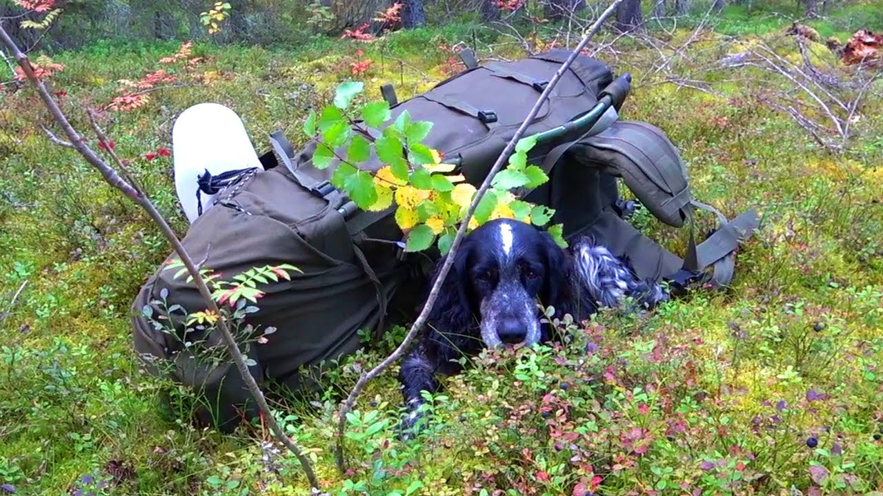 Путешествие на Ямозеро Ч24. Волок. Заброшенная рыболовецкая база. Один в глухой тайге. Изба на озере