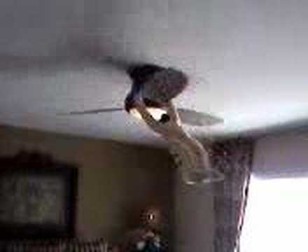 Monkey On A Ceiling Fan You Monkey On A Ceiling Fan You
