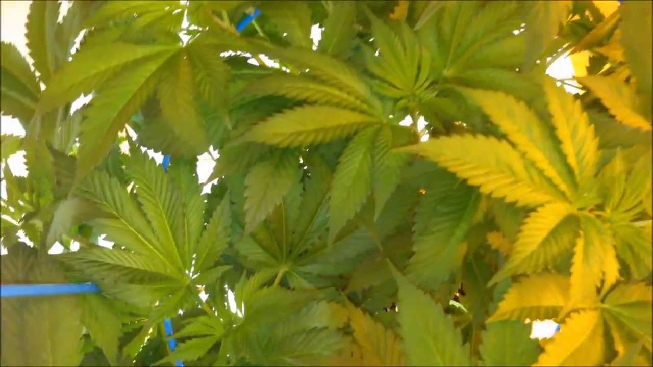 White Voodoo - La Plata Labs - Day 3 Flower