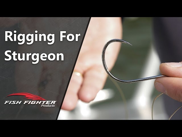 How to Rig for Sturgeon Fishing  Fish Fighter™ Products 