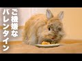 バレンタインケーキをご機嫌？にいただくうさぎNo.320