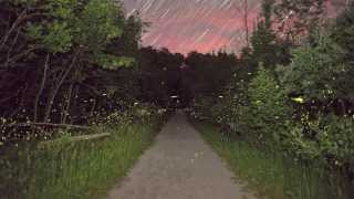 Fireflies = summer!